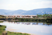 USA-Montana-Voldseth Working Ranch